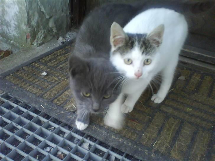 Huskat Milo billede 8