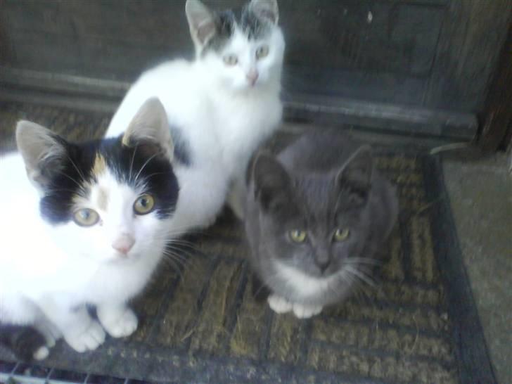 Huskat Milo billede 9