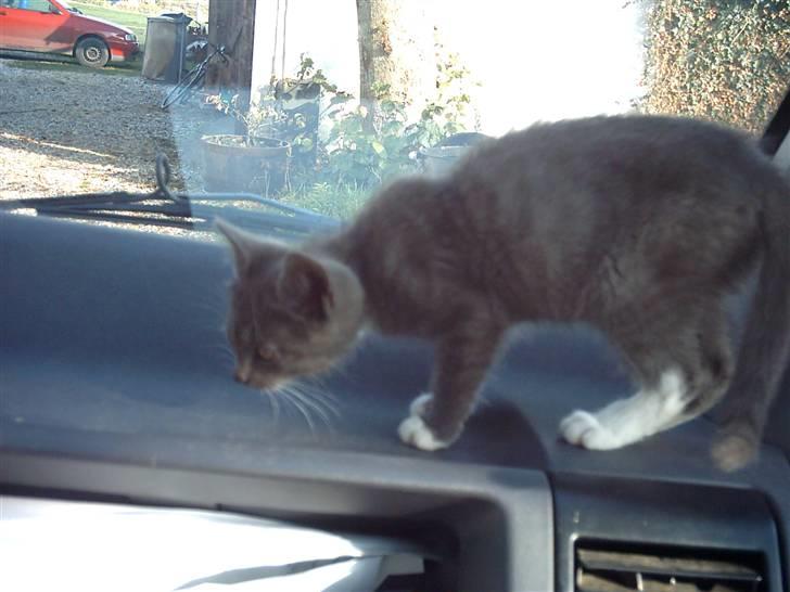 Huskat Milo billede 10