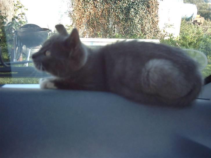 Huskat Milo billede 11