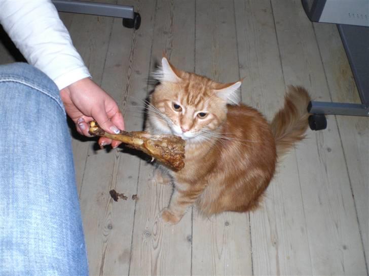 Maine Coon Fiona billede 3