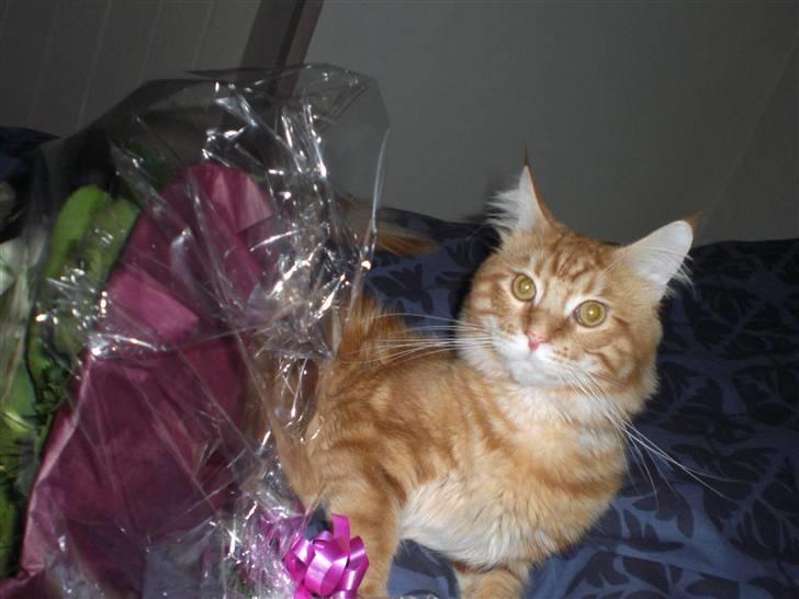 Maine Coon Fiona billede 4