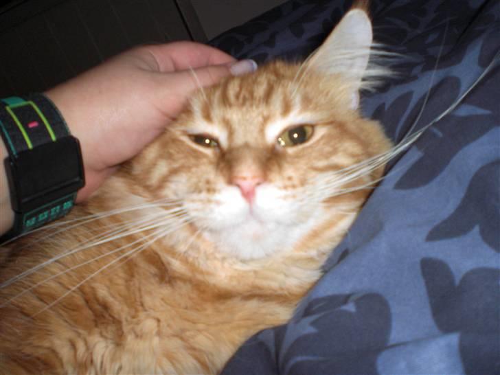 Maine Coon Fiona billede 5