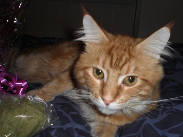 Maine Coon Fiona billede 6