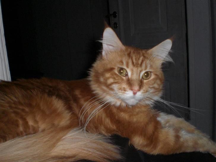 Maine Coon Fiona billede 7