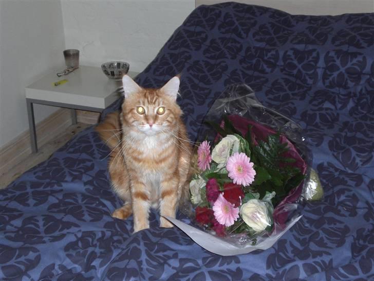 Maine Coon Fiona billede 8