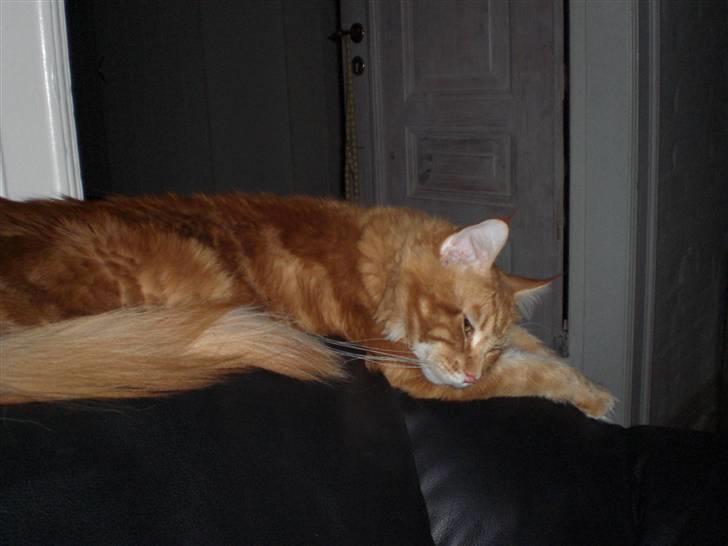 Maine Coon Fiona billede 9