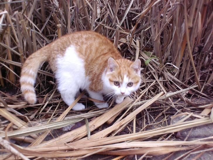 Blanding af racer nico billede 1