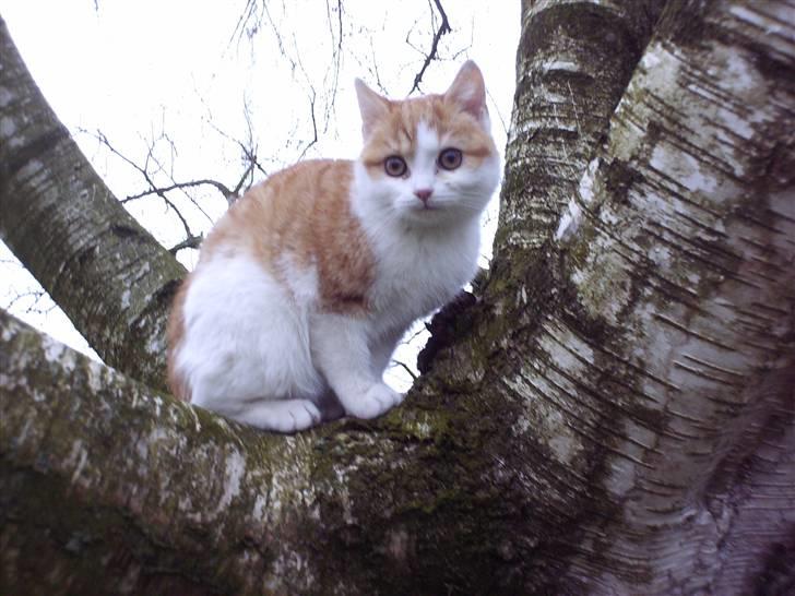 Blanding af racer nico billede 2