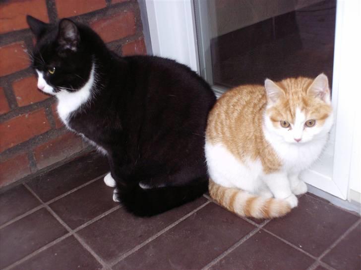 Blanding af racer nico billede 3