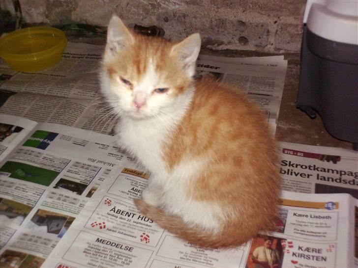 Blanding af racer nico billede 4