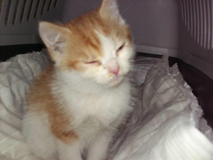 Blanding af racer nico billede 5