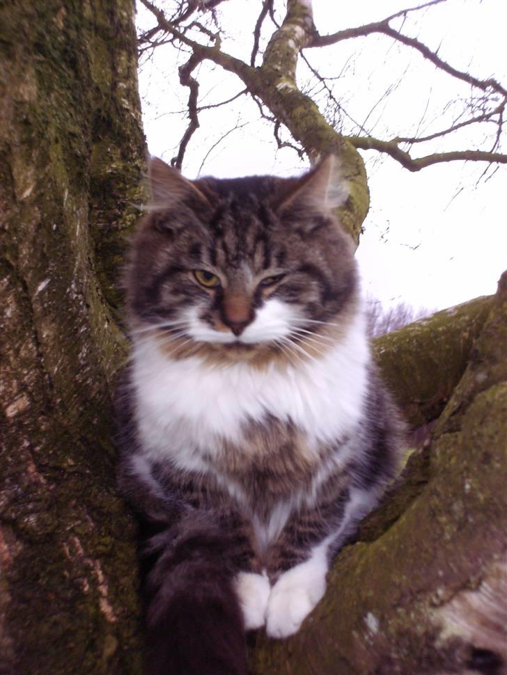 Blanding af racer Kis billede 1