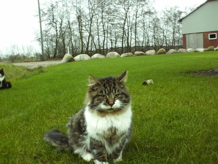 Blanding af racer Kis billede 2