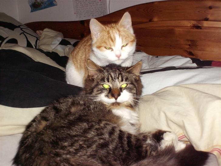 Blanding af racer Kis billede 3