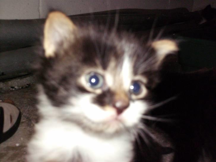 Blanding af racer Kis billede 4