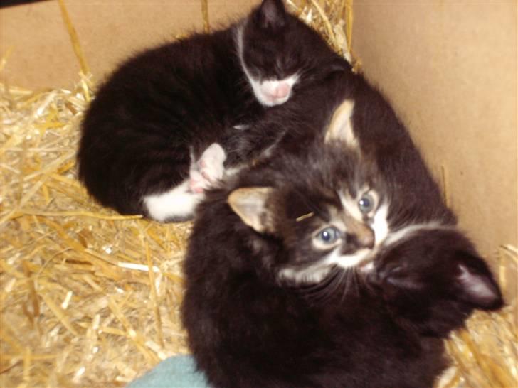 Blanding af racer Kis billede 5