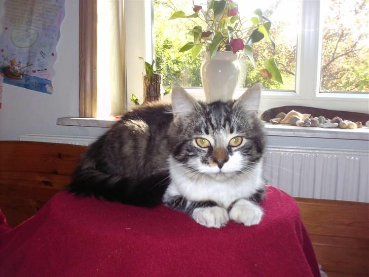 Blanding af racer Kis billede 6