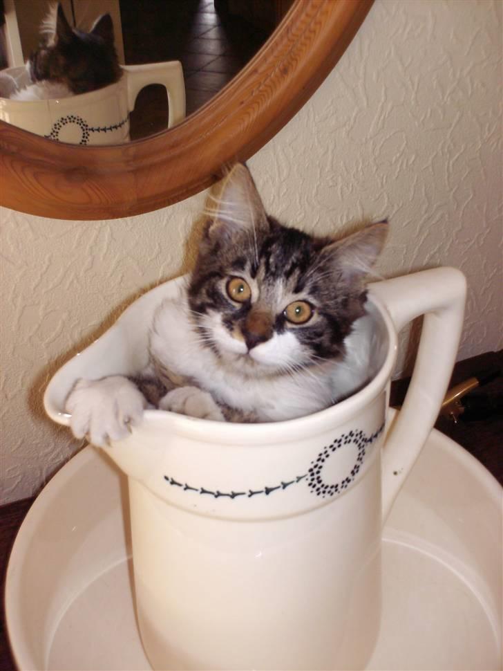 Blanding af racer Kis billede 7