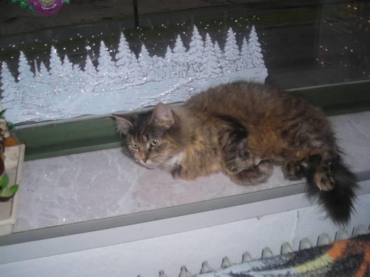 Blanding af racer tullemor billede 2