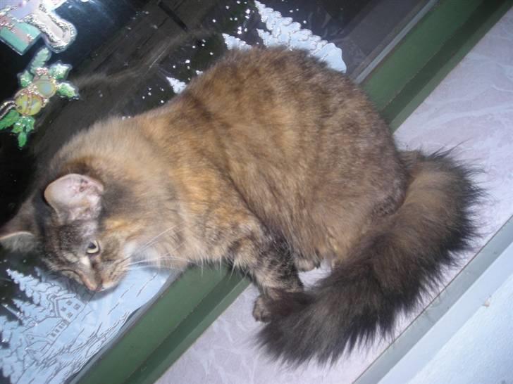 Blanding af racer tullemor billede 3