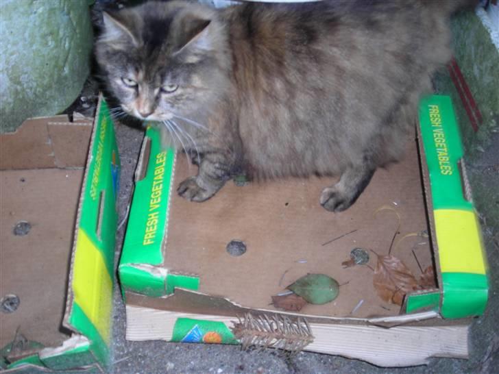 Blanding af racer tullemor billede 4