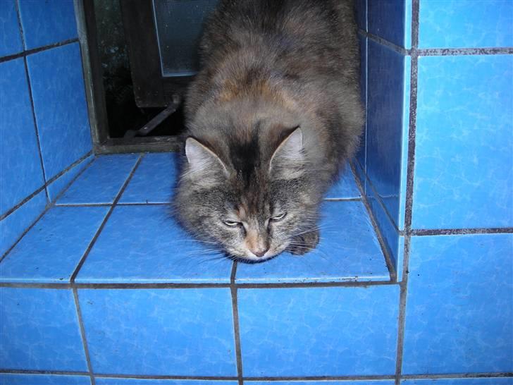 Blanding af racer tullemor billede 5