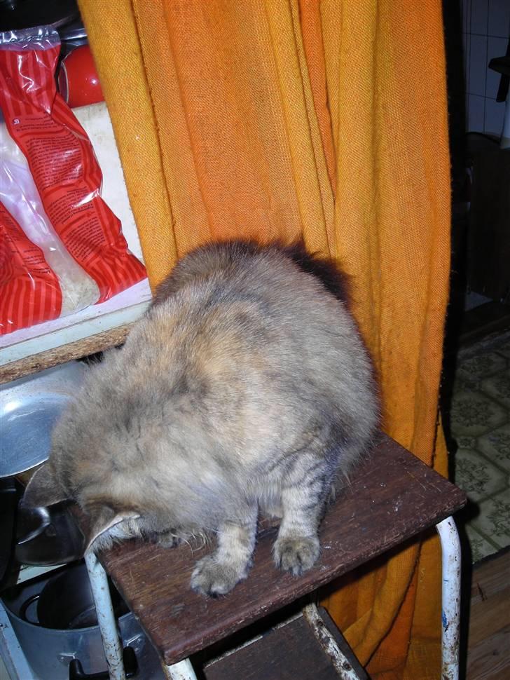 Blanding af racer tullemor billede 6