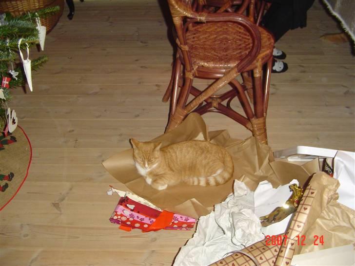 Blanding af racer fijola - fijola i gavepapiret 2007 billede 10