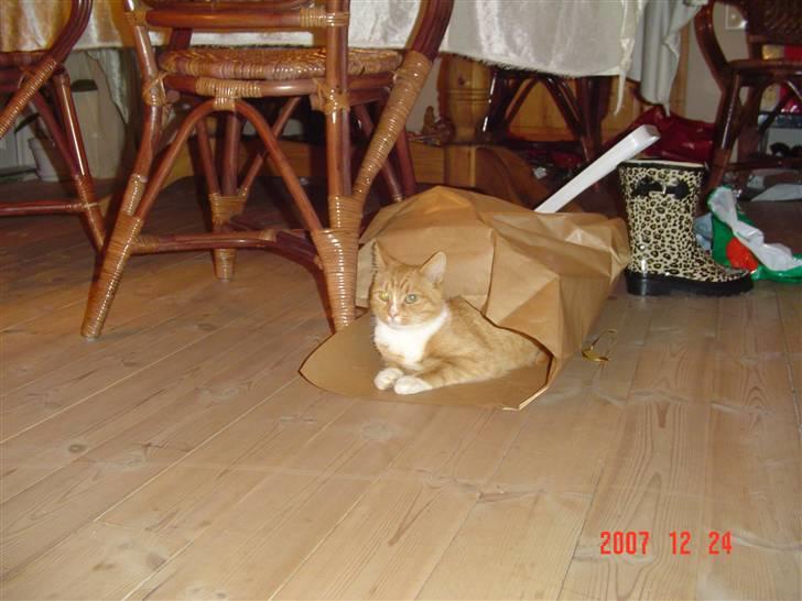 Blanding af racer fijola - fijola julen 2007 billede 11