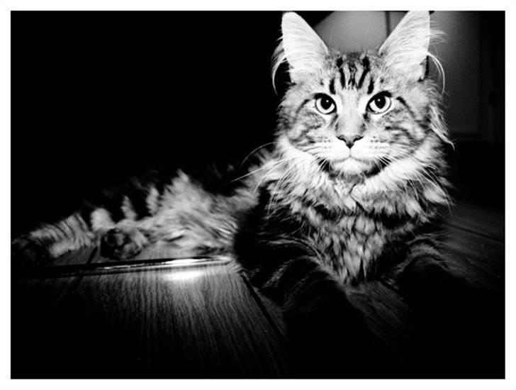 Maine Coon Cosmo  billede 1