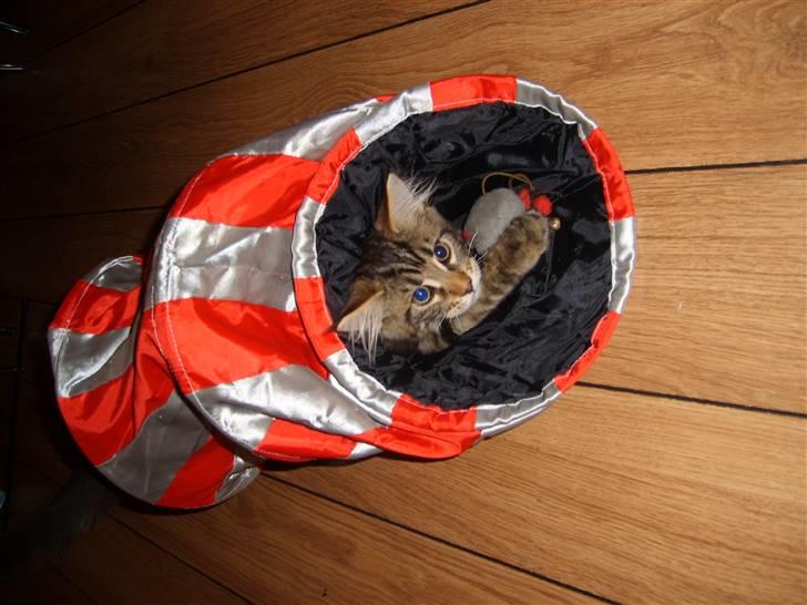 Maine Coon Cosmo  billede 2