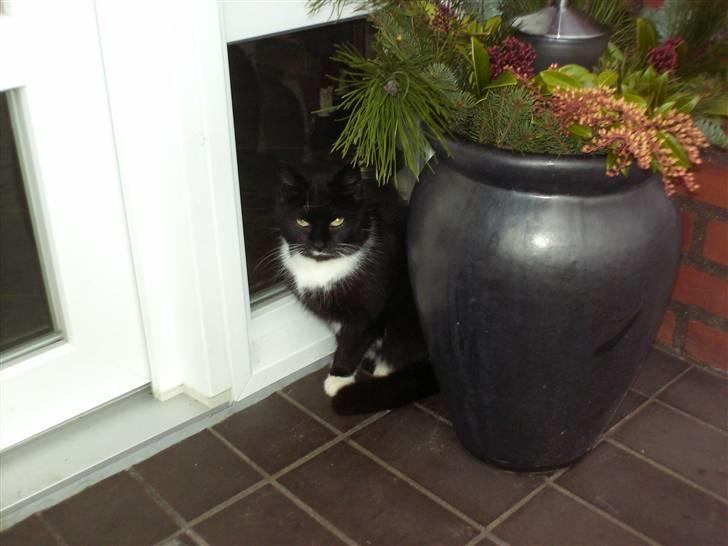 Blanding af racer mille - her sider jeg.<33 billede 1