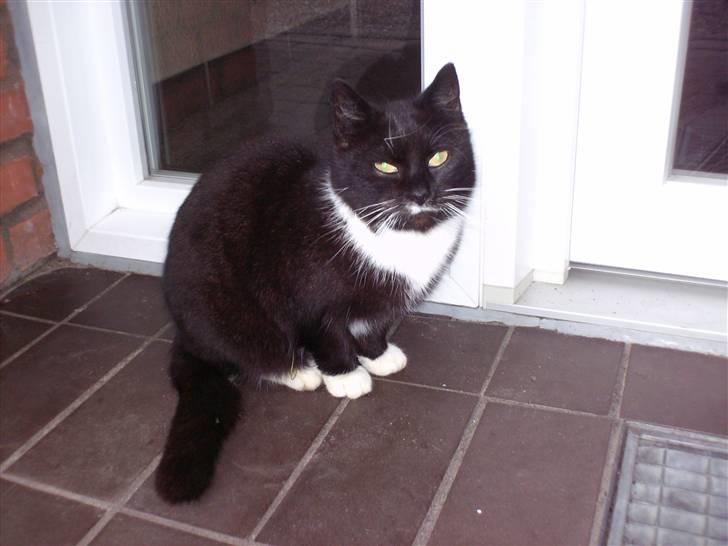 Blanding af racer mille - er jeg ikke bare lækker<33 billede 2