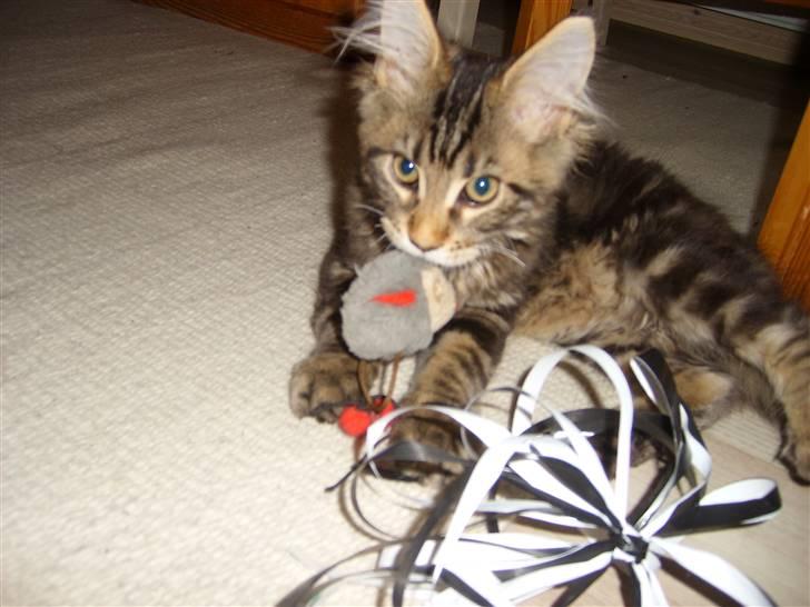 Maine Coon Cosmo  billede 3