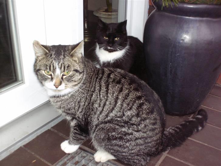 Blanding af racer mille - Oliver du sider i vejen  billede 3