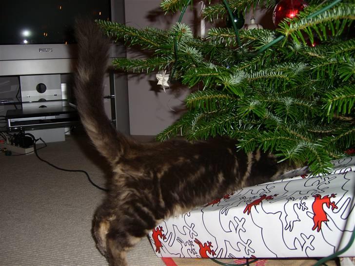 Maine Coon Cosmo  - Og gaverne for den sags skyld billede 4