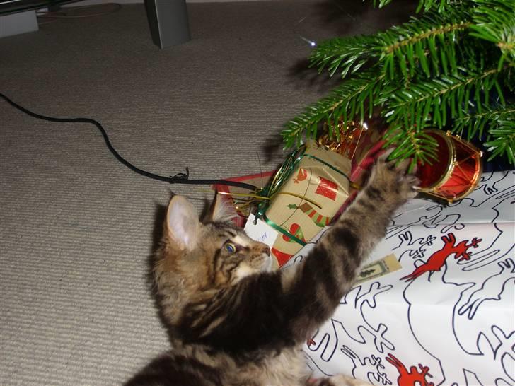 Maine Coon Cosmo  billede 5