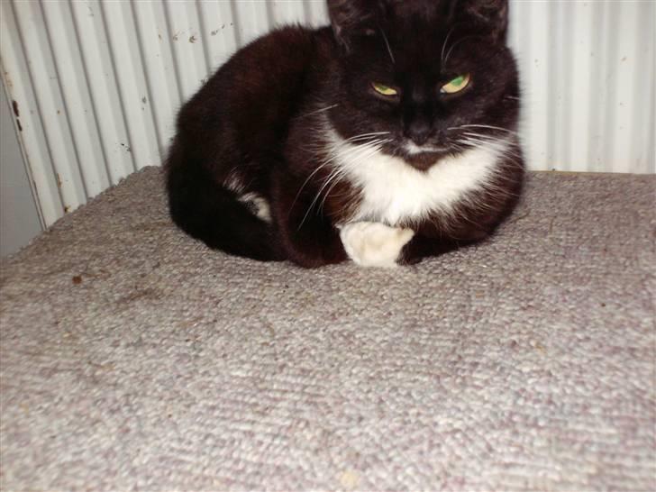 Blanding af racer mille billede 4