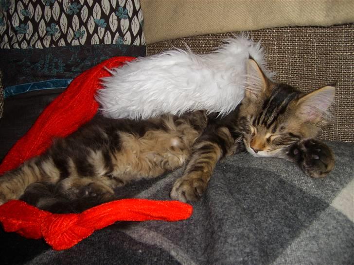 Maine Coon Cosmo  - Efter alle pakkerne var væk, var Cosmo også billede 6