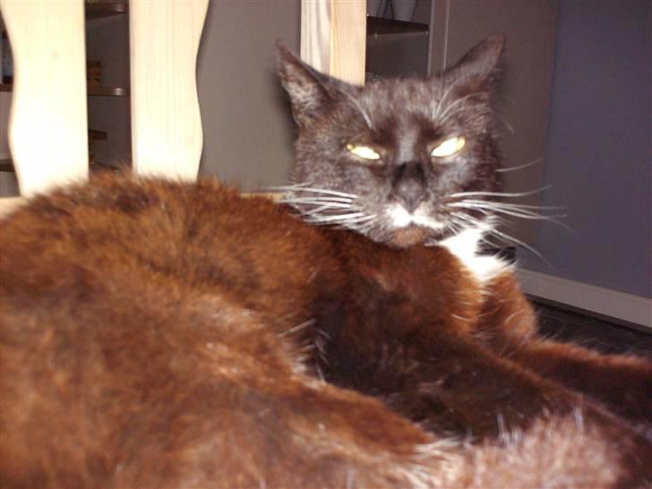 Blanding af racer mille - mig og min sommer pels billede 5