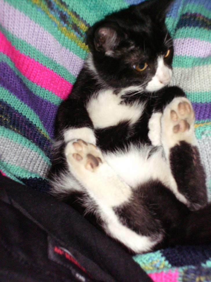 Blanding af racer Tom billede 1