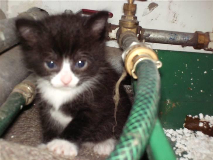 Blanding af racer Tom billede 2