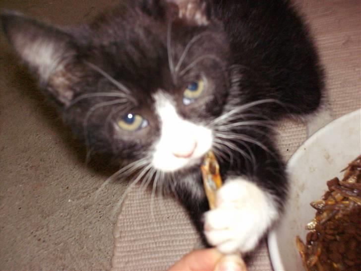 Blanding af racer Tom billede 3