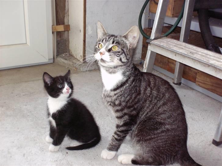 Blanding af racer Tom billede 4