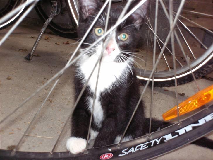 Blanding af racer Tom billede 5