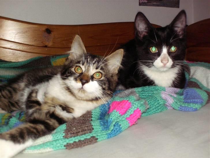 Blanding af racer Tom billede 6