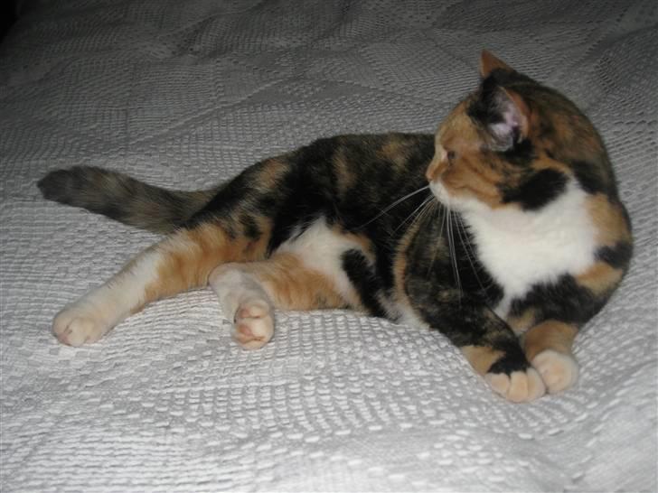 Huskat Rosa - Er jeg ikke dejlig? billede 2