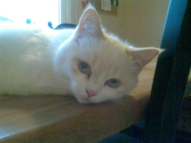 Blanding af racer Olfert billede 7