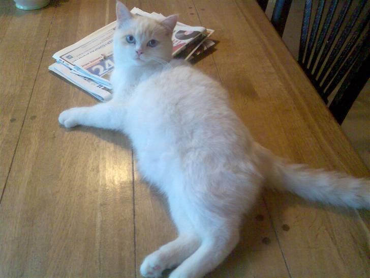 Blanding af racer Olfert billede 8